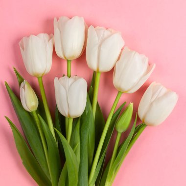 Güzel Beyaz Lale çiçek tatil için.