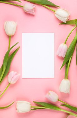 Güzel beyaz ve Pembe Lale çiçek tatil için.