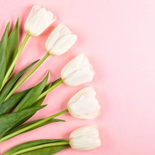 Lindas flores de tulipas brancas para férias . — Fotografia de Stock