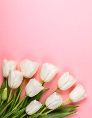 Güzel Beyaz Lale çiçek tatil için.