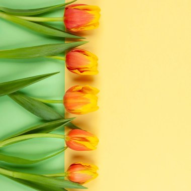 Tatil için güzel kırmızı ve Sarı Lale çiçek.