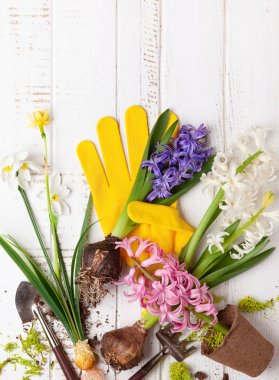 Bahar çiçekleri ve bahçe aletleri ile bahçe konsepti.