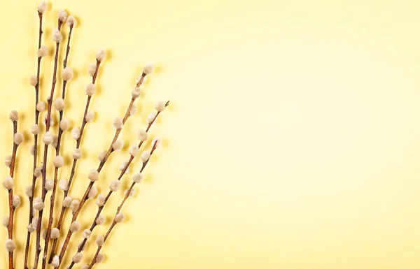 Composição de flores com ramo de salgueiro buceta — Fotografia de Stock