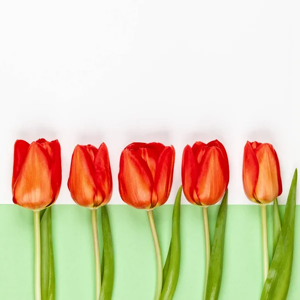 Schöne rote Tulpen Blumen für den Urlaub. — Stockfoto