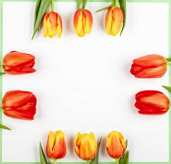 Piękne czerwone tulipany wakacje. — Zdjęcie stockowe