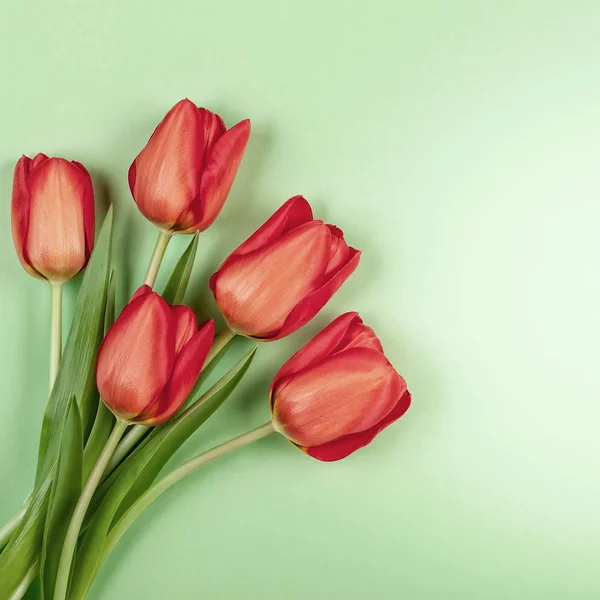 Schöne rote Tulpen Blumen für den Urlaub. — Stockfoto