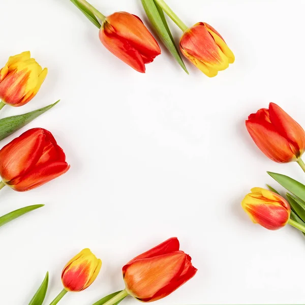 Красивые красные тюльпаны . — стоковое фото