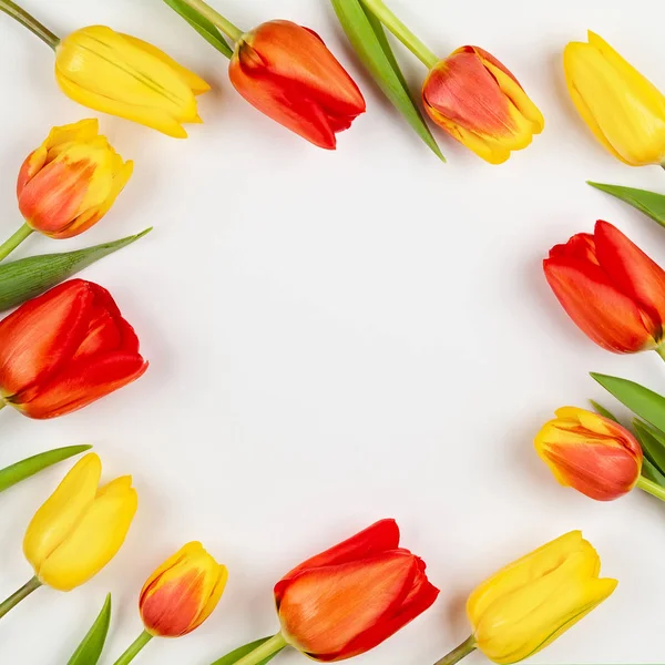 Красивые красные тюльпаны . — стоковое фото