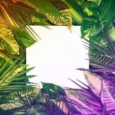 Beyaz arka planda taze tropikal yapraklardan çerçeve.
