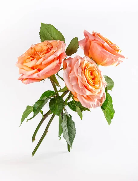 Hermosas tres rosas de coral con hojas verdes sobre fondo blanco —  Fotos de Stock