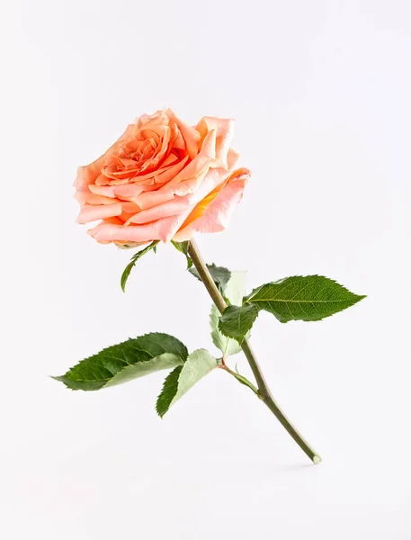 Beautiful single coral rose with green leaves on white backgroun — Stock Photo, Image