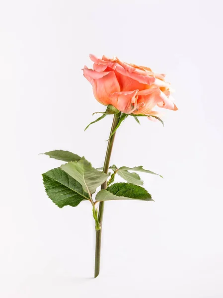 Nádherná jednoduchá korálová růže se zelenými listy na bílém pozadí — Stock fotografie