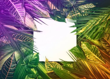 Beyaz arka planda taze tropikal yapraklardan çerçeve.