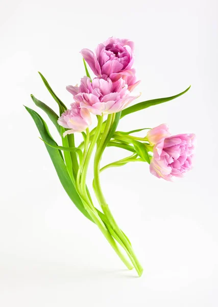 Pink peony tulip flowers on white background. — Stock Photo, Image