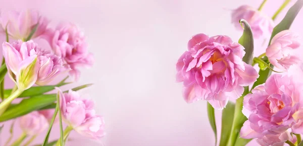 Rosa pion tulpan blommor på rosa bakgrund. — Stockfoto