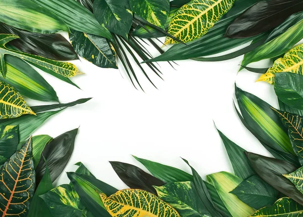 Πλαίσιο από φρέσκα τροπικά φύλλα σε λευκό φόντο. — Φωτογραφία Αρχείου