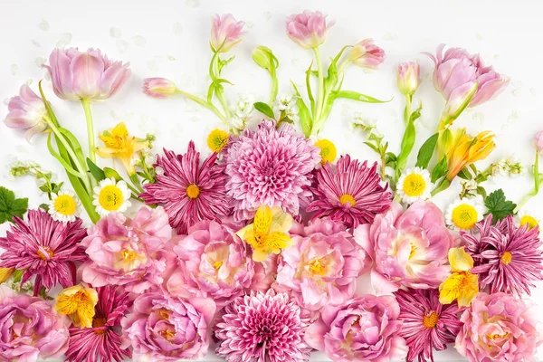Lindas flores cor-de-rosa no fundo branco. — Fotografia de Stock