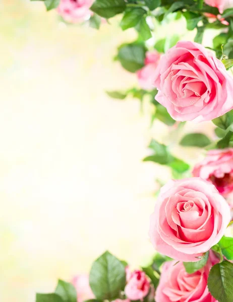 Όμορφα τριαντάφυλλα ροζ λουλούδια — Φωτογραφία Αρχείου