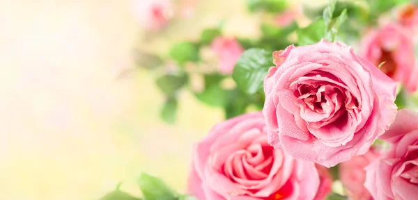 Beautiful pink roses flowers — Stock Photo, Image