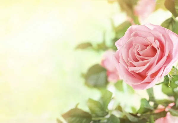 Beautiful pink roses flowers — Stock Photo, Image