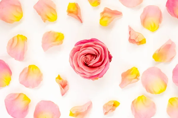 Schöne rosa Rosen — Stockfoto