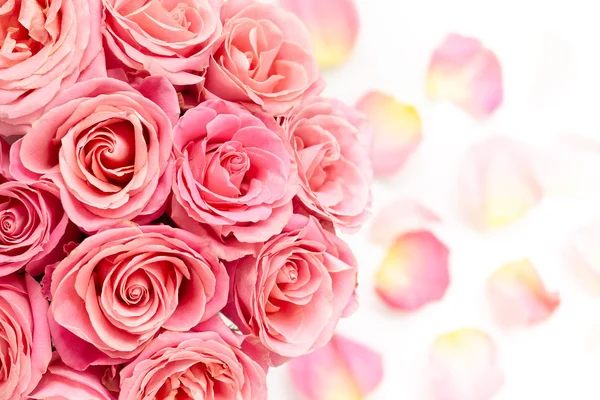 Prachtige roze rozen — Stockfoto