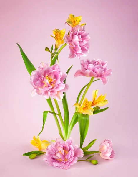 Pink tulip and yellow spring flowers on pink background. — Stock Photo, Image