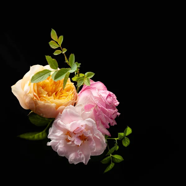 Bela cacho de flores de rosas coloridas em fundo preto . — Fotografia de Stock