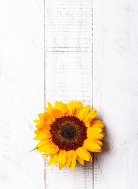 güzel sarı ayçiçeği 