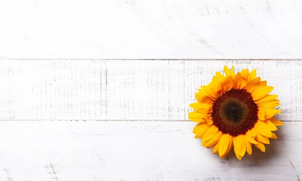 Schöne gelbe Sonnenblumen — Stockfoto