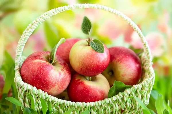 Fresh apples in basket — Stock Photo, Image