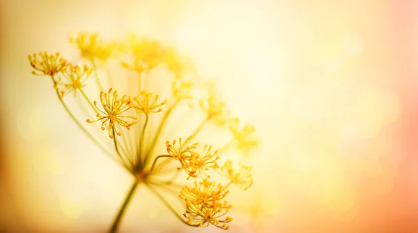 Höst blomma bakgrund. Silhuetter av blomställningar av Umbe — Stockfoto