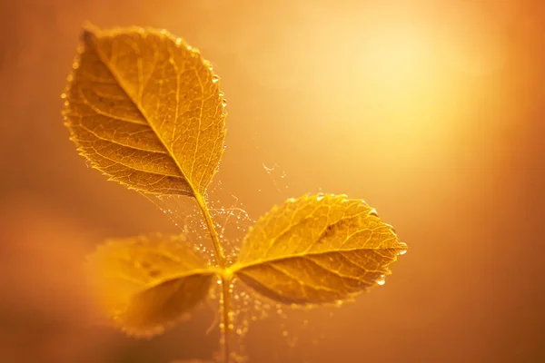 Осіннє листя з краплями води і павутини під час заходу сонця над Блю — стокове фото