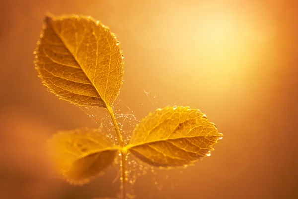 Autumn leaves with water drops and spider web at sunset over blu — Stock Photo, Image