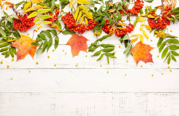 Podzimní pojetí listové listí a Rowan na bílém rustikálním b — Stock fotografie