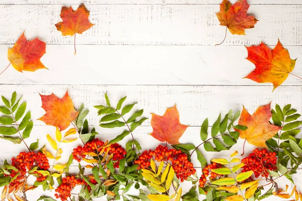 Concepto de otoño hojas de crecimiento y bayas de serbal en un blanco rústico b —  Fotos de Stock