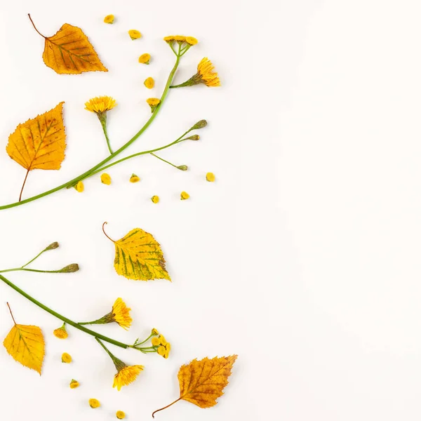 Осіння композиція з осіннім сушеним листям і квітами на білому — стокове фото