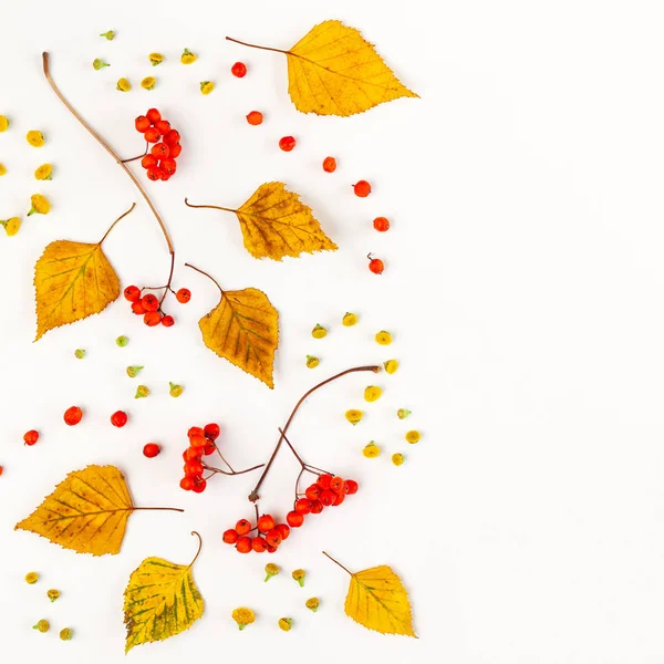 Höst komposition med höst torkade blad, bär och blommor — Stockfoto