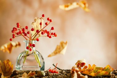 W cam şişede güzel sonbahar kırmızı meyveleri ve meşe yaprakları