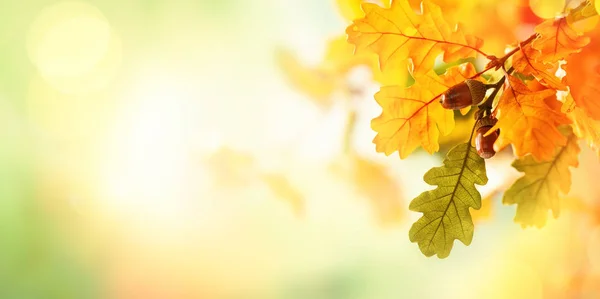 Hojas amarillas otoñales de roble en el parque de otoño. Fondo de caída con hojas. Hermoso paisaje de otoño . — Foto de Stock