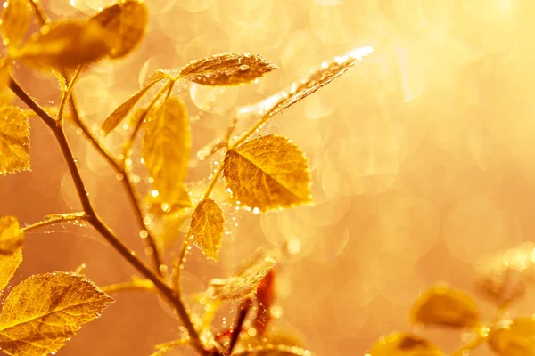 Podzimní listí s kapkami vody a pavučinu při západu slunce nad Blu — Stock fotografie