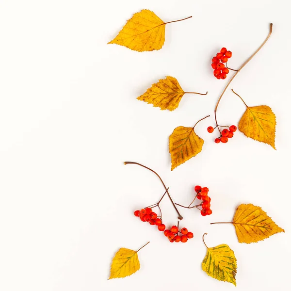 Kompozycja Jesienna z jesiennych suszonych liści i jagód jarzębiny o — Zdjęcie stockowe