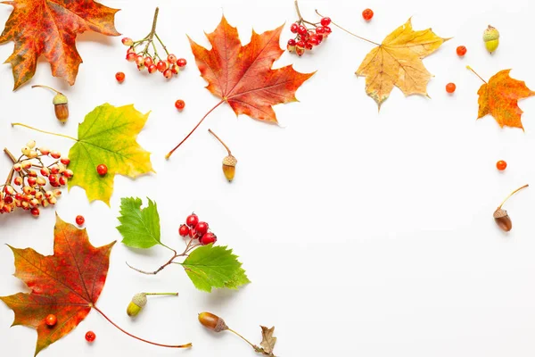 秋天的成分由叶子，浆果在白色背景. — 图库照片