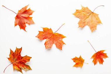 Beyaz arka plan üzerinde akçaağaç yaprakları ile Sonbahar kompozisyon. Sonbahar
