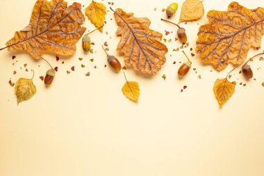 Pastel arka plan üzerinde meşe ağacı, meşe palamudu ve kestane sonbahar kurutulmuş yaprakları ile Sonbahar kompozisyon. Düz döşeme, kopyalama alanı.