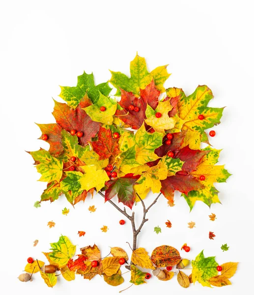 Kreativní podzimní koncept. Tvar stromu vyrobený z podzimních listů a — Stock fotografie