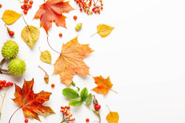 Yapraklardan yapılmış sonbahar kompozisyonu, beyaz arka plan üzerine çilek. 