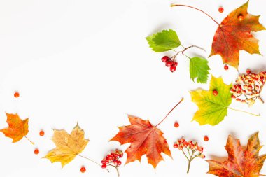 Yapraklardan yapılmış sonbahar kompozisyonu, beyaz arka plan üzerine çilek. 