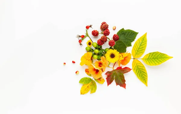 Autumn composition made of flowers,leaves, berries on white back — Stock Photo, Image