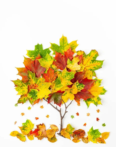 Kreativní podzimní koncept. Tvar stromu vyrobený s podzimním listím na w — Stock fotografie